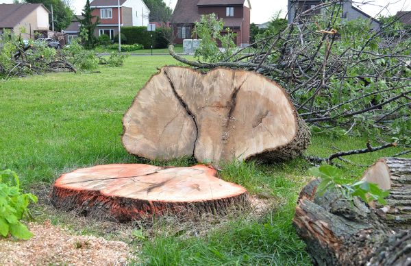 Ash Tree Removal