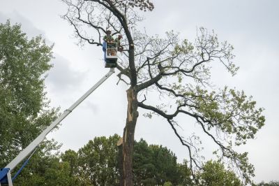 Tree Removal and Planting Service