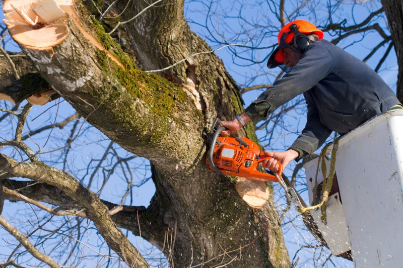 Tree Removal and Planting Service