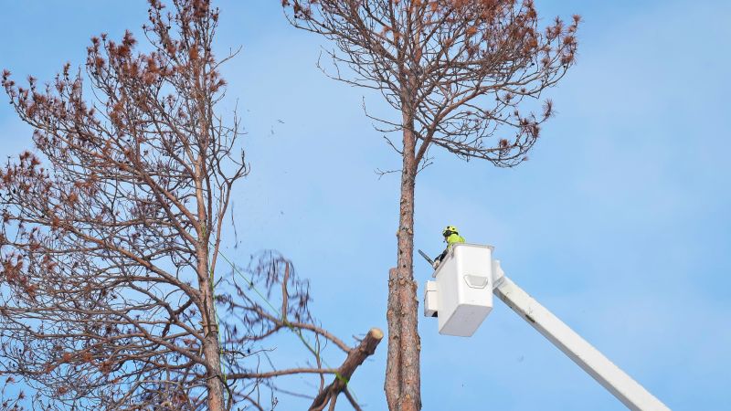 Tree Removal And Planting Service