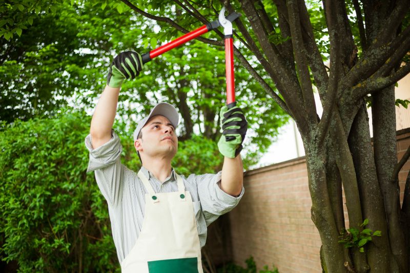 Tree Removal And Planting Service
