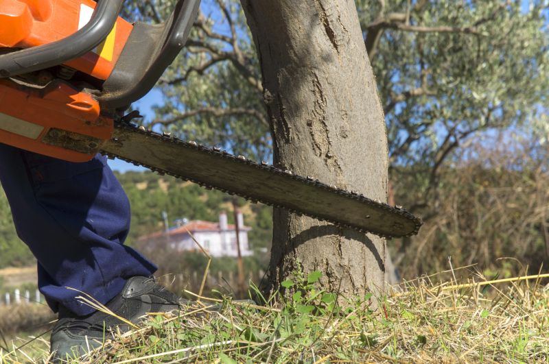 Cypress Tree Removal in Duluth, MN