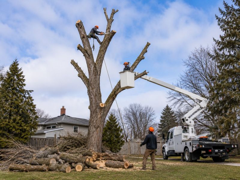 Emergency Tree Removal in Doylestown, PA