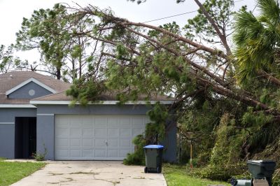 Storm Damage Tree