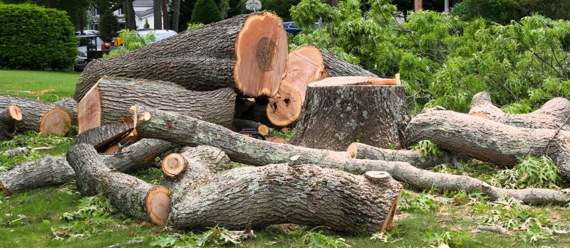 Mimosa Tree Removal in Montgomery County, PA