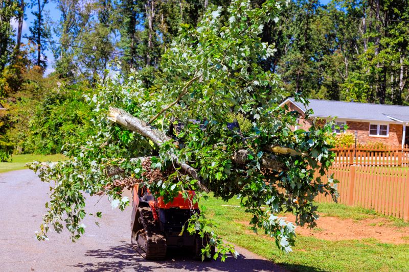 Tree Removal And Planting Service