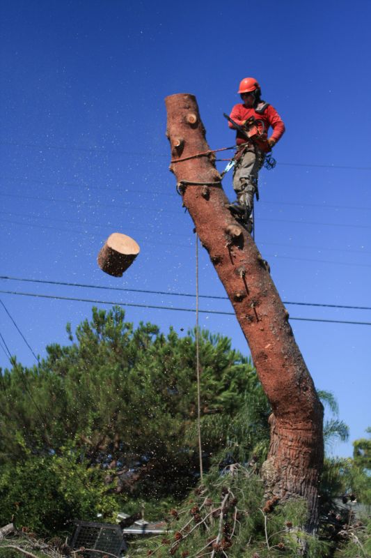 Tree Removal And Planting Service