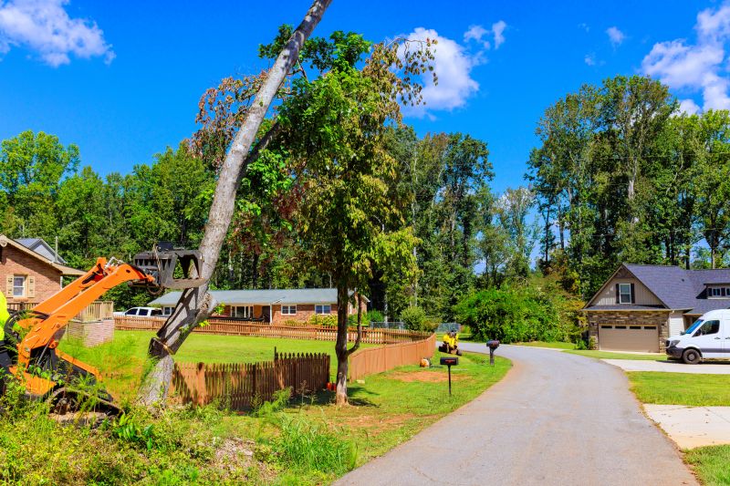 Tree Removal And Planting Service