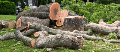 Tree Removal And Planting Service