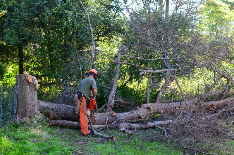Tree Removal And Planting Service