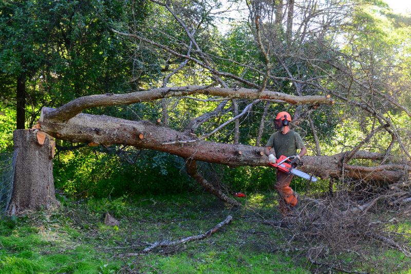 Tree Removal And Planting Service