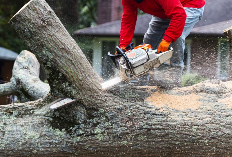 Tree Removal And Planting Service