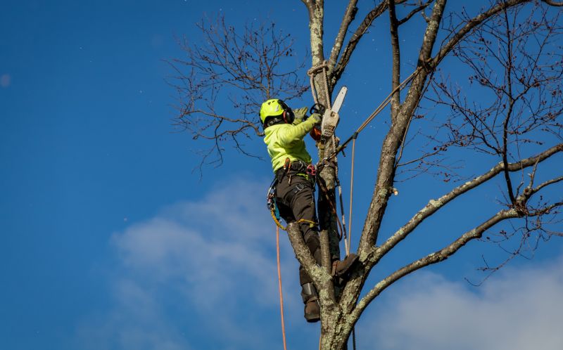 Winter Tree Care